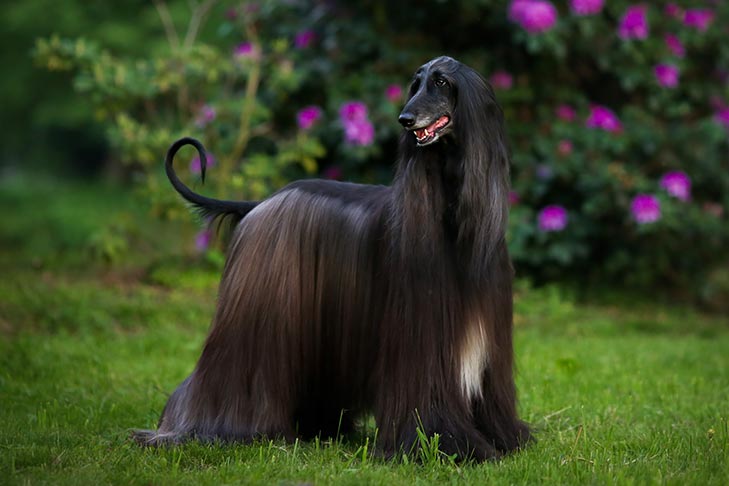 Afghan-Hound