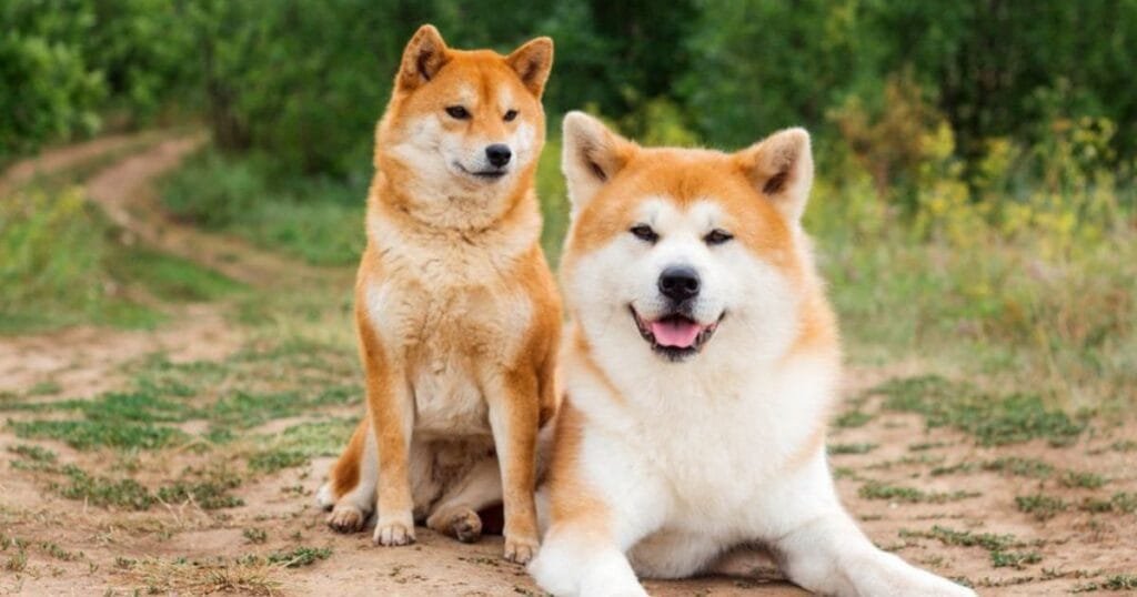 Akita Inu: A Forte e Inteligente Raça de Cão do Japão 3 Akita Inu
