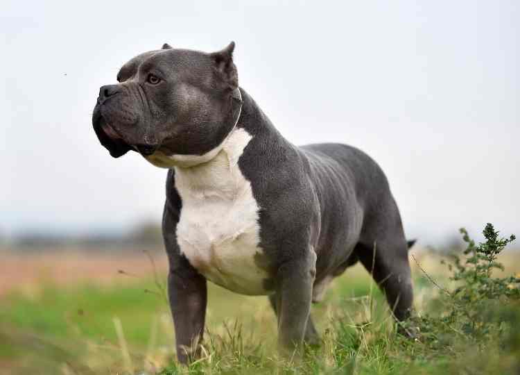 American Bully