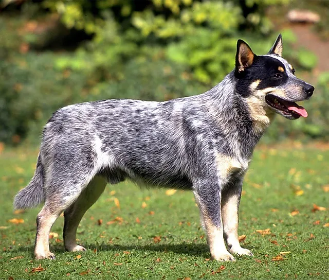 Australian Cattle Dog