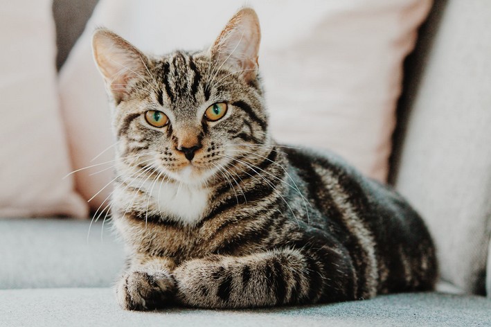 American Shorthair