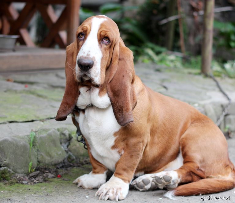 Basset Hound