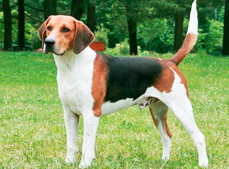 Beagle Harrier