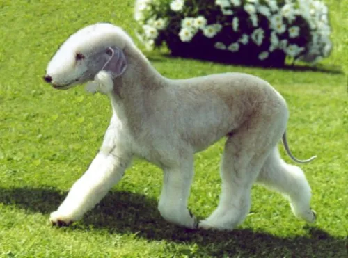 Bedlington Terrier