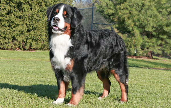 Bernese Mountain Dog