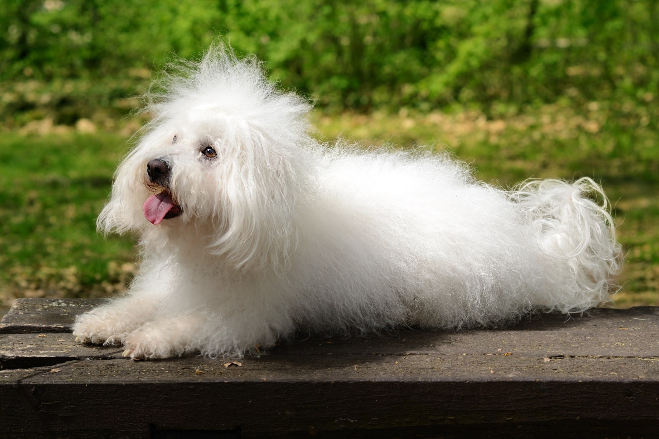 Bichon Bolonhês