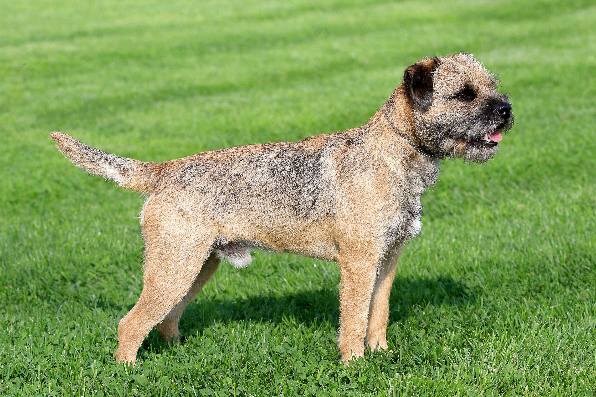 Border Terrier