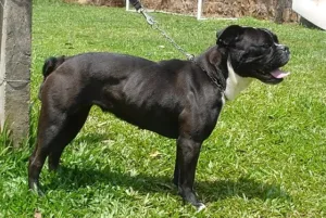 Buldogue Serrano