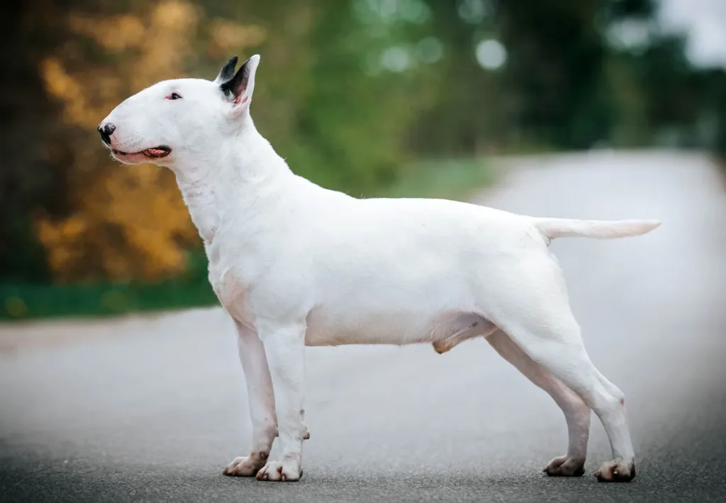 Bull Terrier: personalidade única e aparência inconfundível 1 Bull Terrier