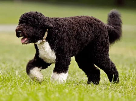 Cão D'água Português