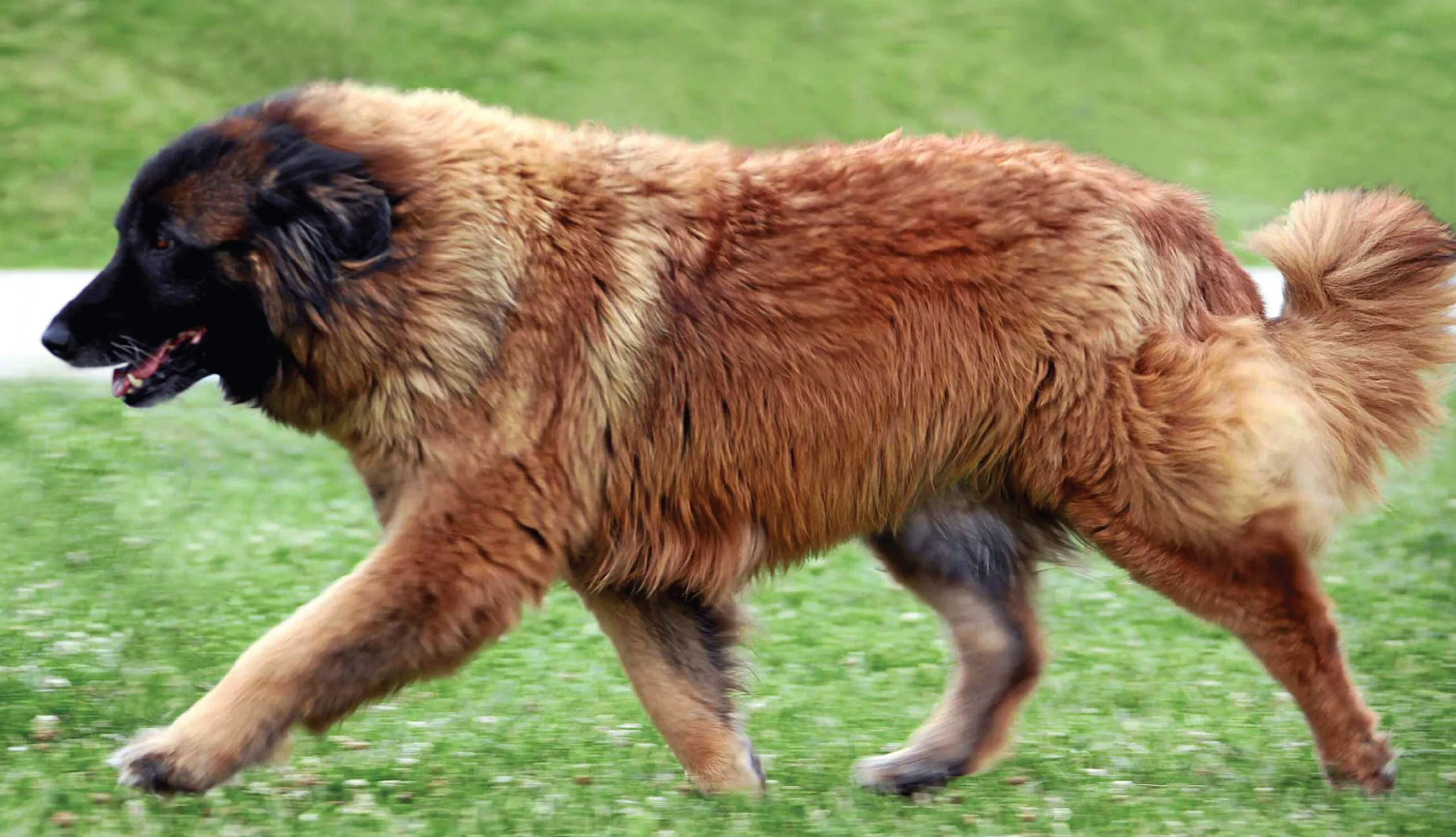 Cão da Serra da Estrela