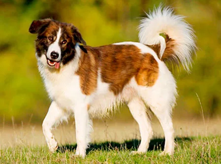 Cão das Montanhas do Atlas