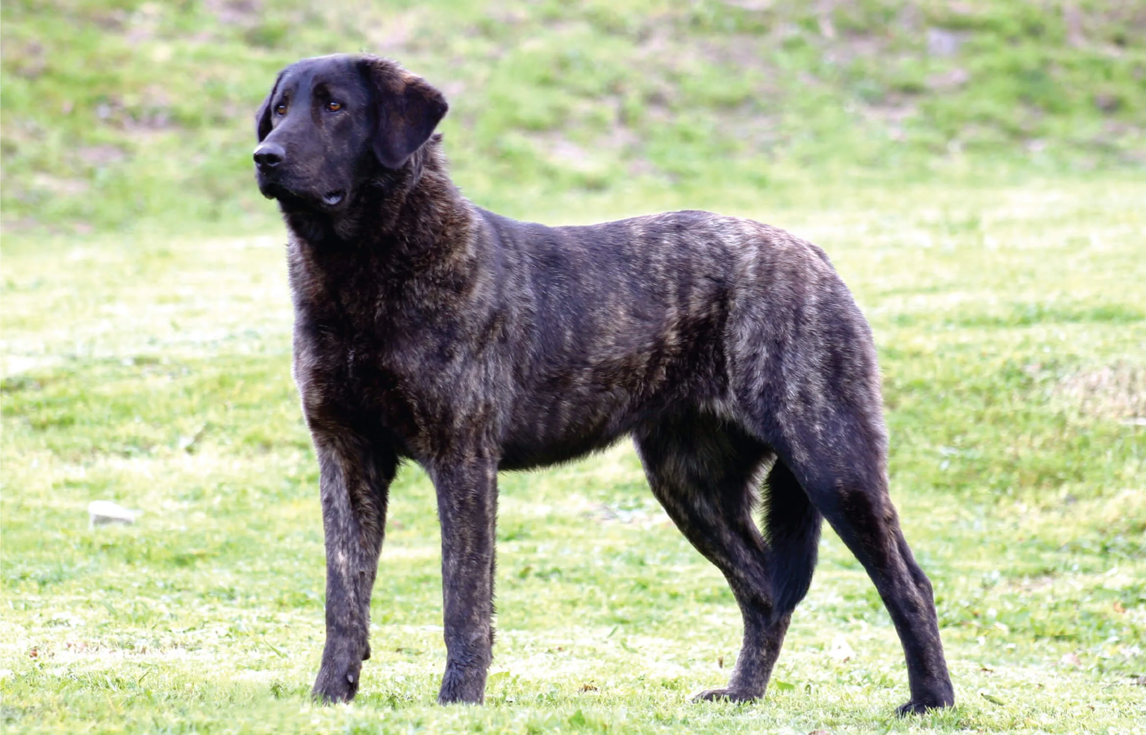 Cão de Castro Laboreiro