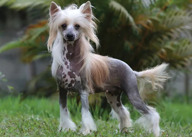 Cão de Crista Chinês