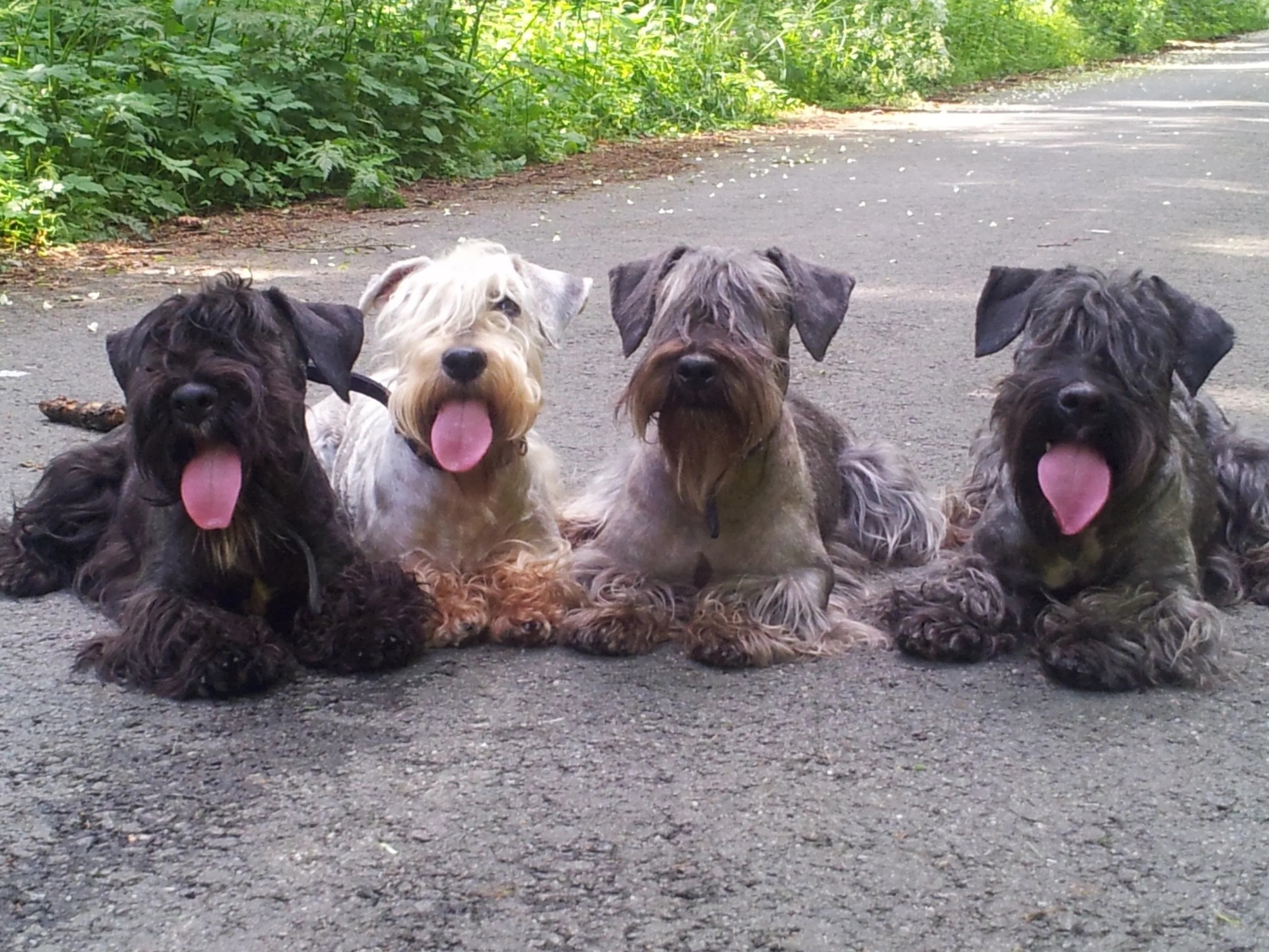 Cesky Terrier