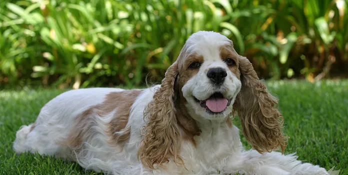 Cocker Spaniel Americano