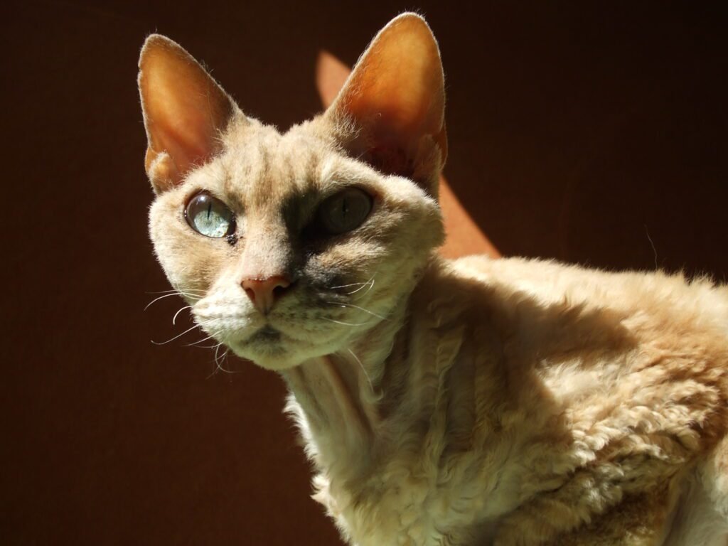 Devon Rex: conheça a história desse gato britânica 4 Devon rex
