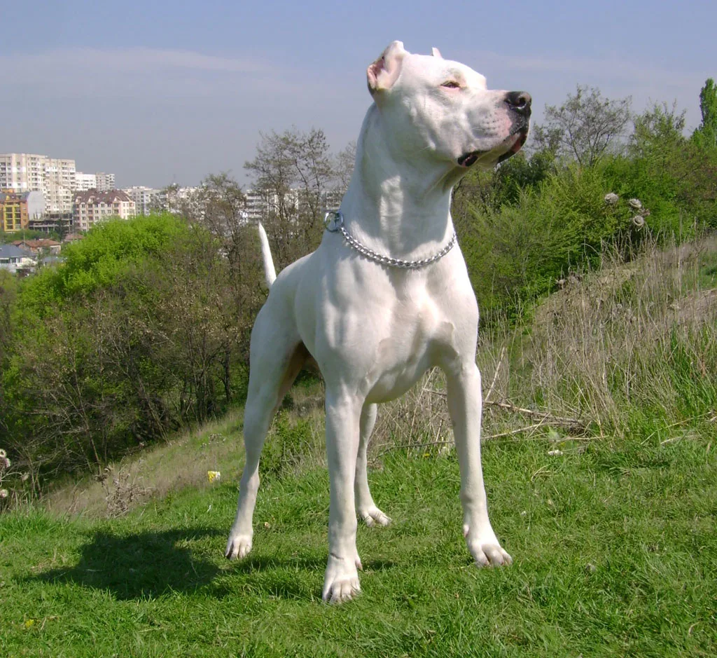 Cachorro dogo argentino: entenda tudo sobre a raça - Pets - Diário do  Nordeste