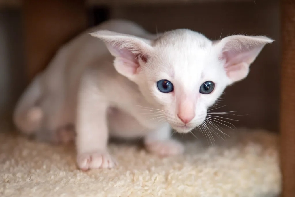 Oriental Shorthair: tudo o que você precisa saber sobre essa raça 4 Oriental shorthair