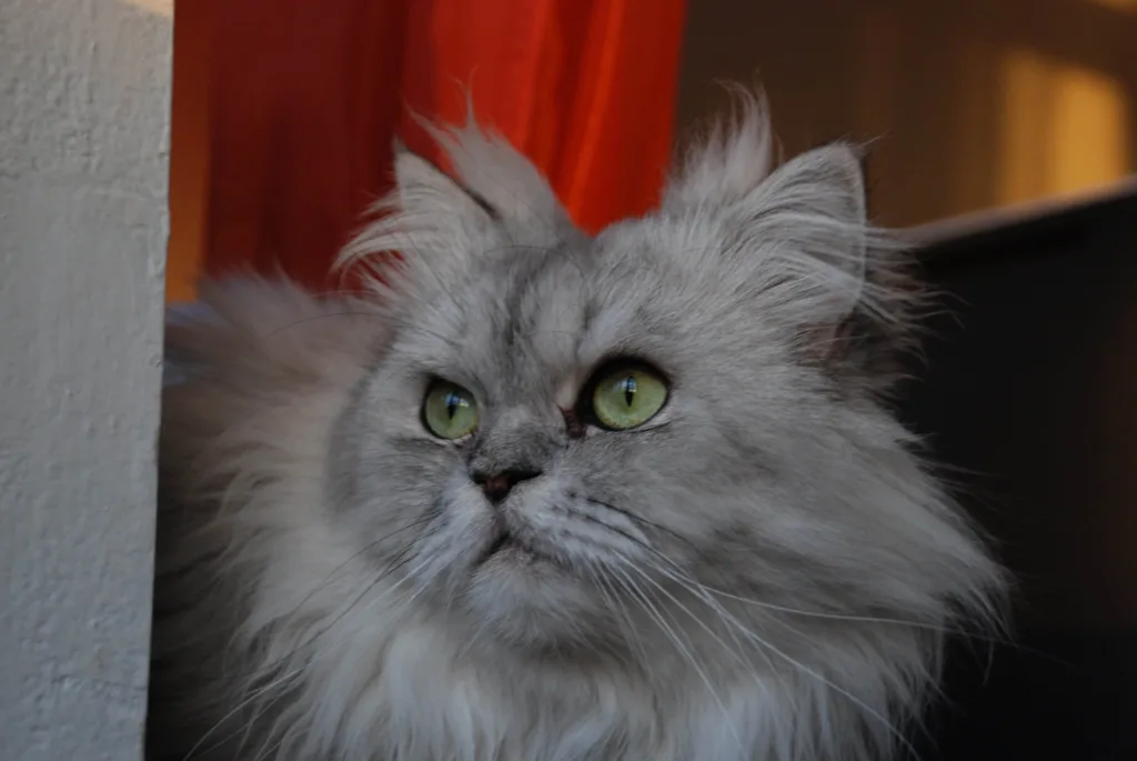 Gato Persa: Conheça a História e Cuidados Necessários 3 Persa