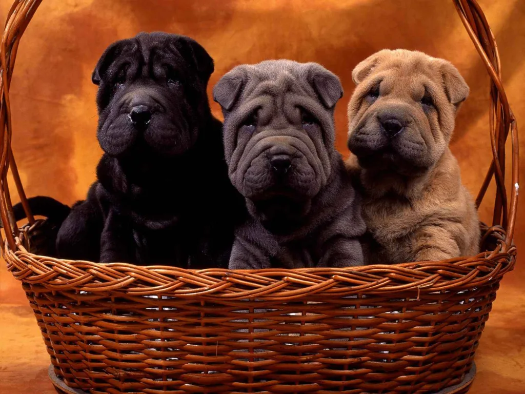 Conheça o SharPei: A Raça Milenar e Inteligente 8 SharPei