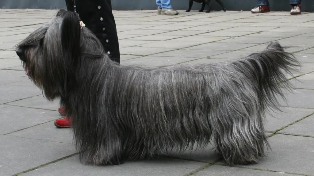 Skye Terrier: a raça perfeita para amantes de animais 4 Skye Terrier