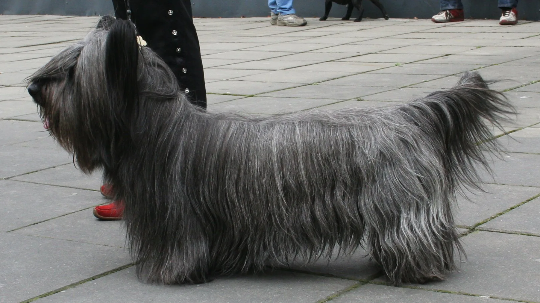 Skye Terrier