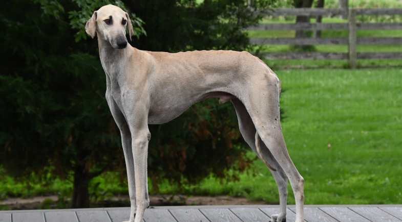 Sloughi (Galgo Árabe)