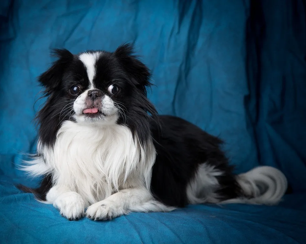 Spaniel Japonês