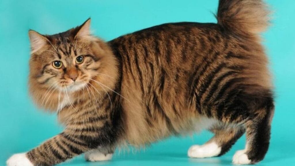 American Bobtail: conheça essa raça de gatos de pelos macios 1 american bobtail