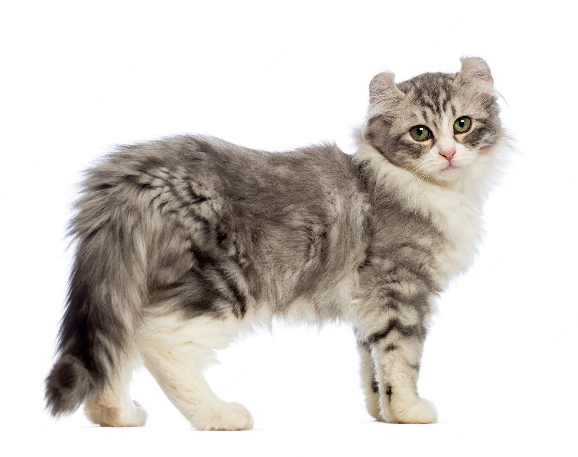 American Curl