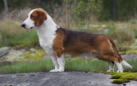 basset-de-vestfália