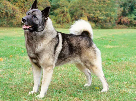 Elkhound