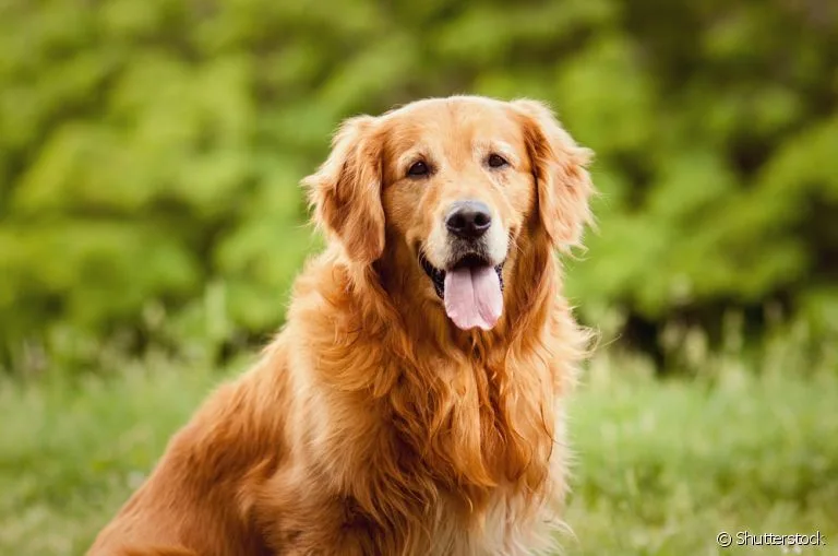 Golden Retriever