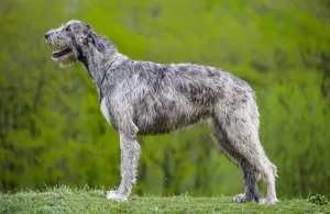 Irish Wolfhound