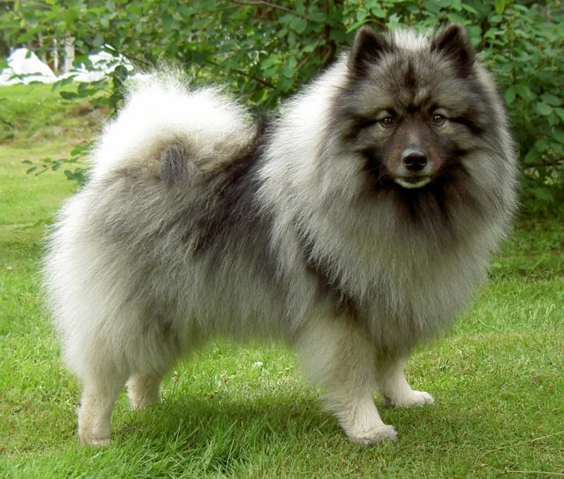 Keeshond