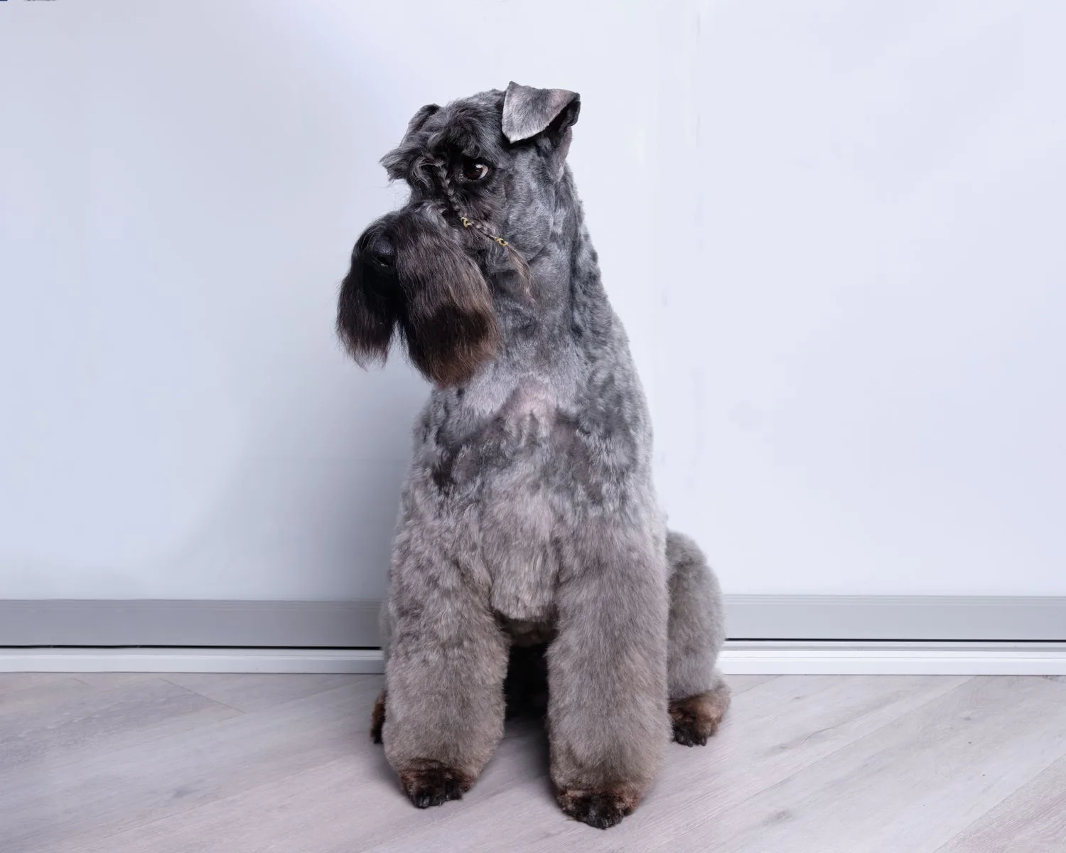 Kerry Blue Terrier