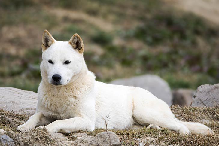 Korea Jindo Dog