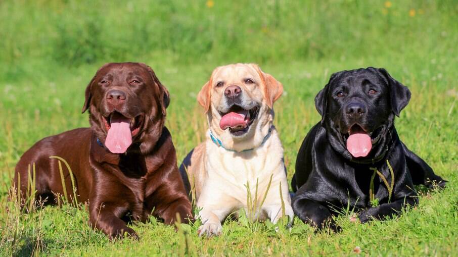 Labrador Retriever