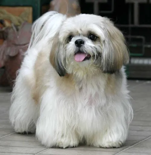 Lhasa Apso