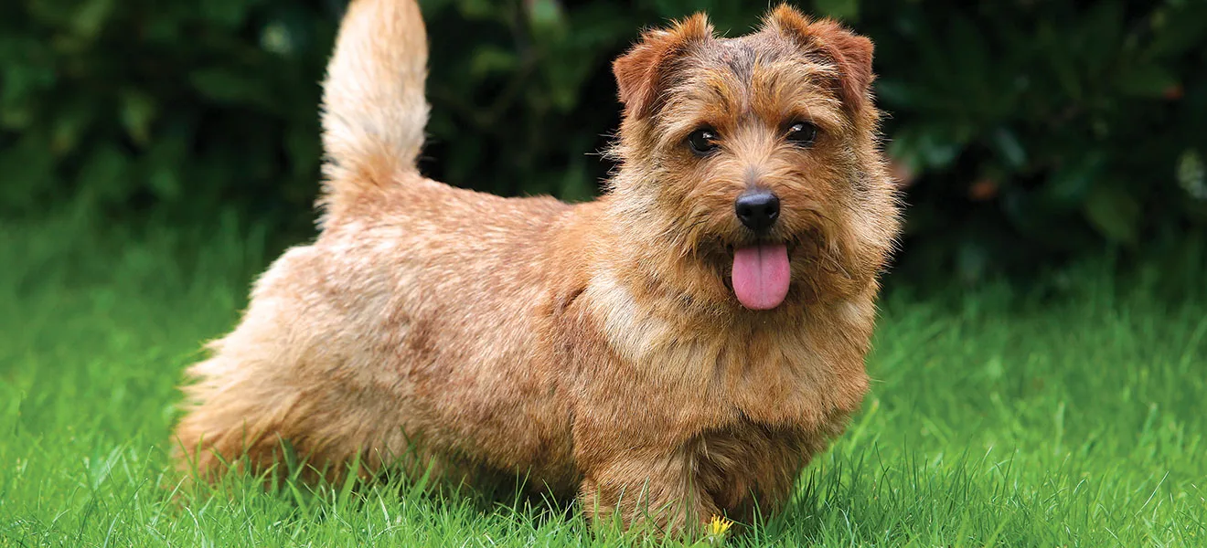 Norwich Terrier