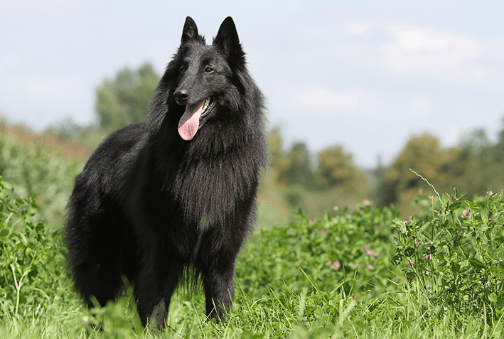 Pastor Belga Groenendael