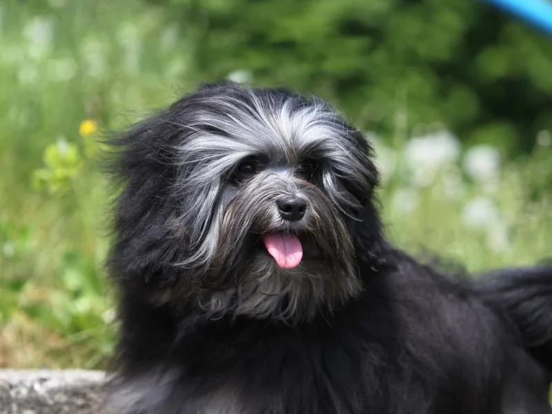 Pequeno Cão Leão