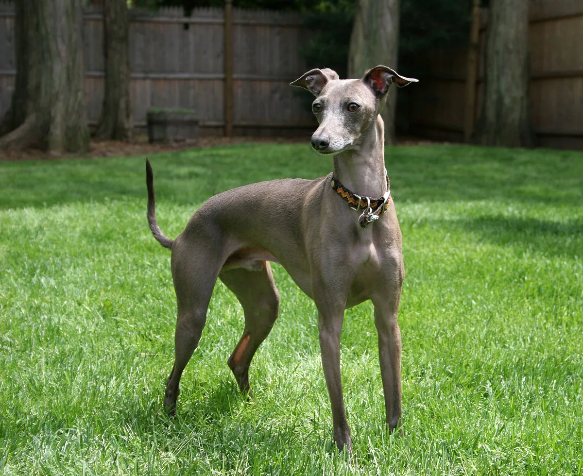 Pequeno Lebrel Italiano (Greyhound Italiano)