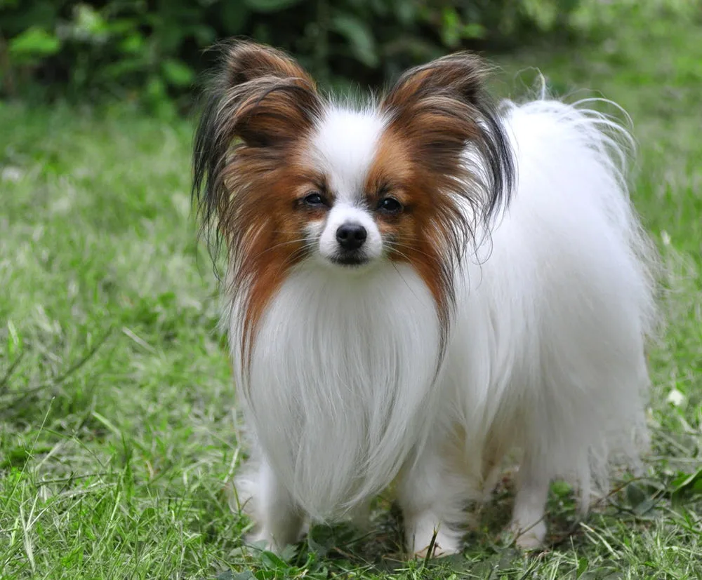 Pequeno Spaniel Continental