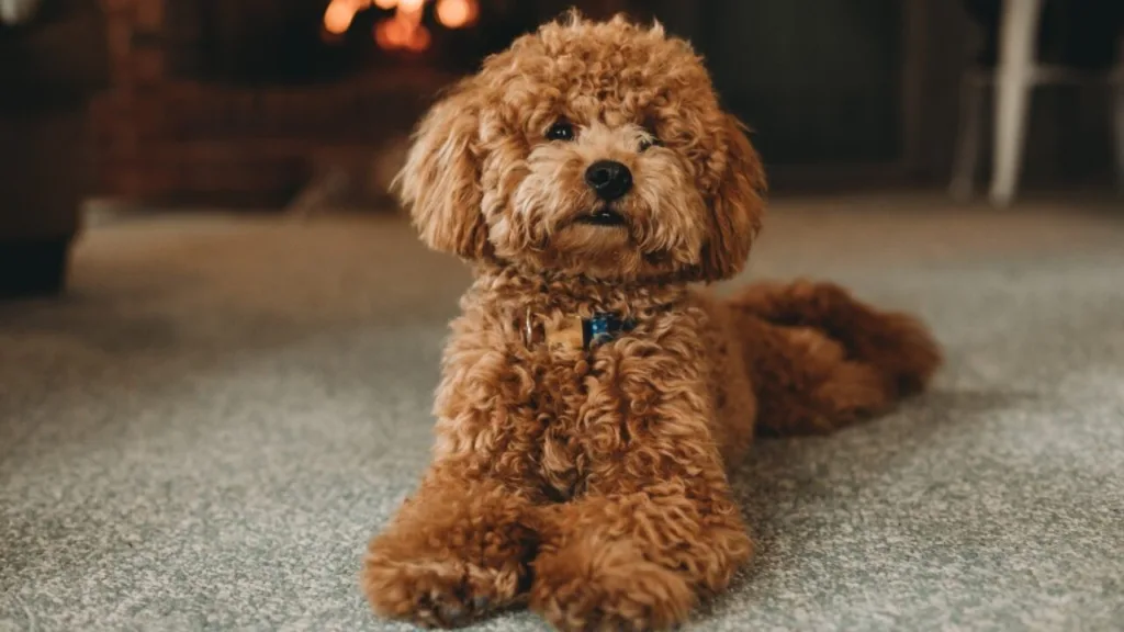 Conheça tudo sobre a famosa raça Poodle 5 Poodle