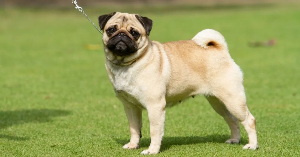 Pug: Uma Raça Encantadora e Popular 8 Pug