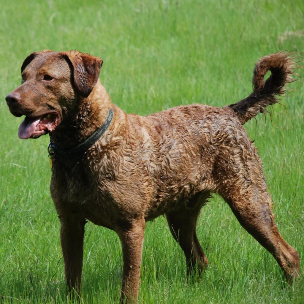 Conheça o Retriever da Baía de Chesapeake 2 Retriever da Baía de Chesapeake