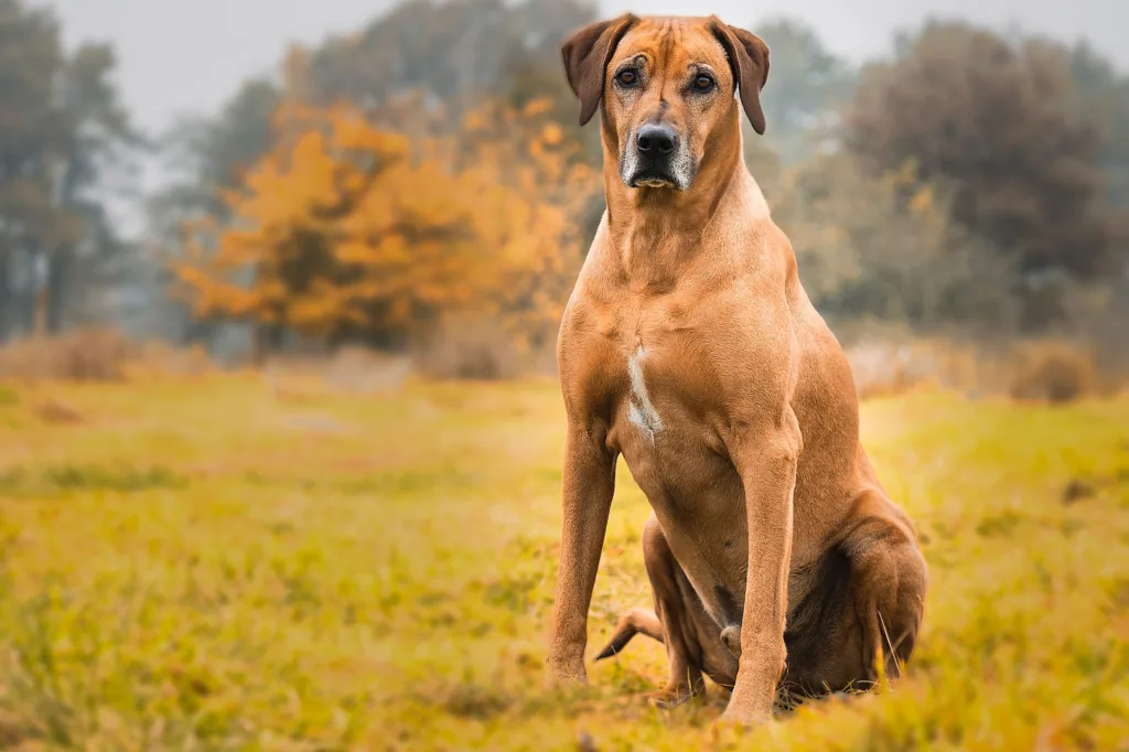 Rhodesian Ridgeback: história, características e cuidados 4 Rhodesian Ridgeback
