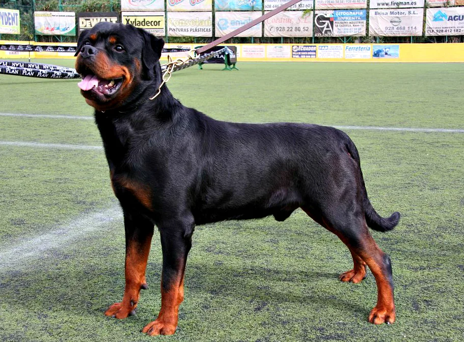 Rottweiler